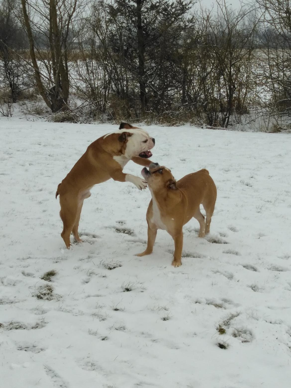 Olde english bulldogge Ostergaard's Manfred billede 16