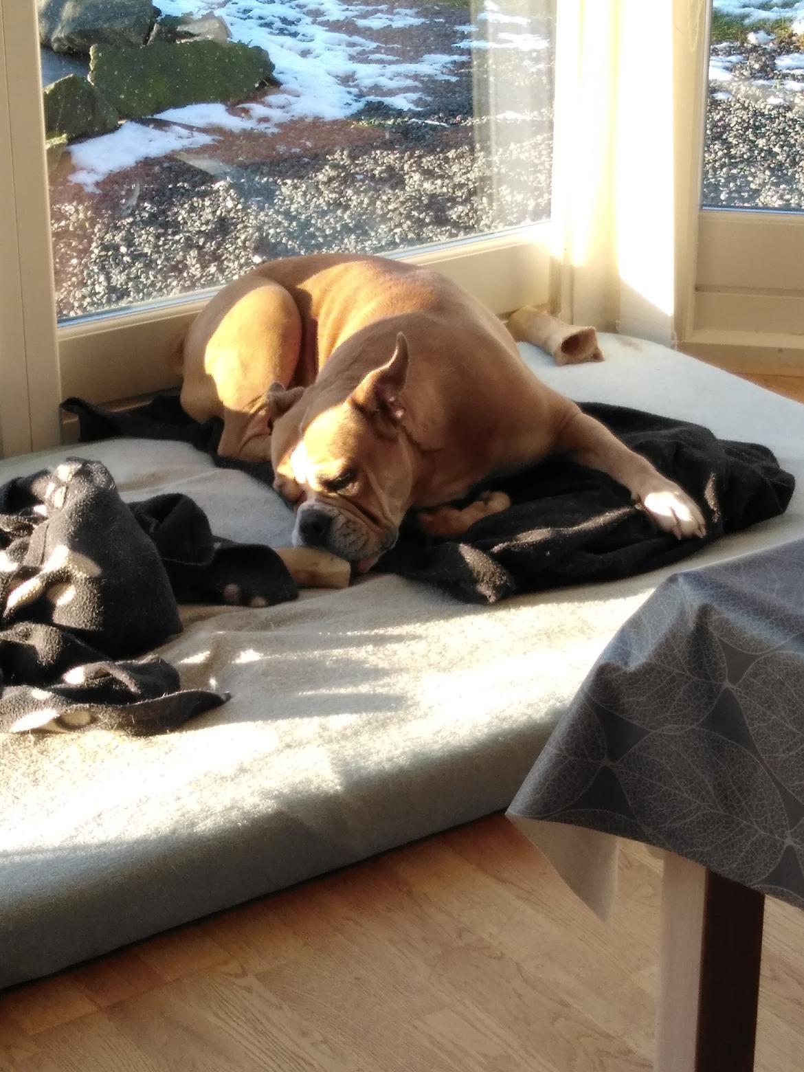 Olde english bulldogge Ostergaard's Vega billede 15