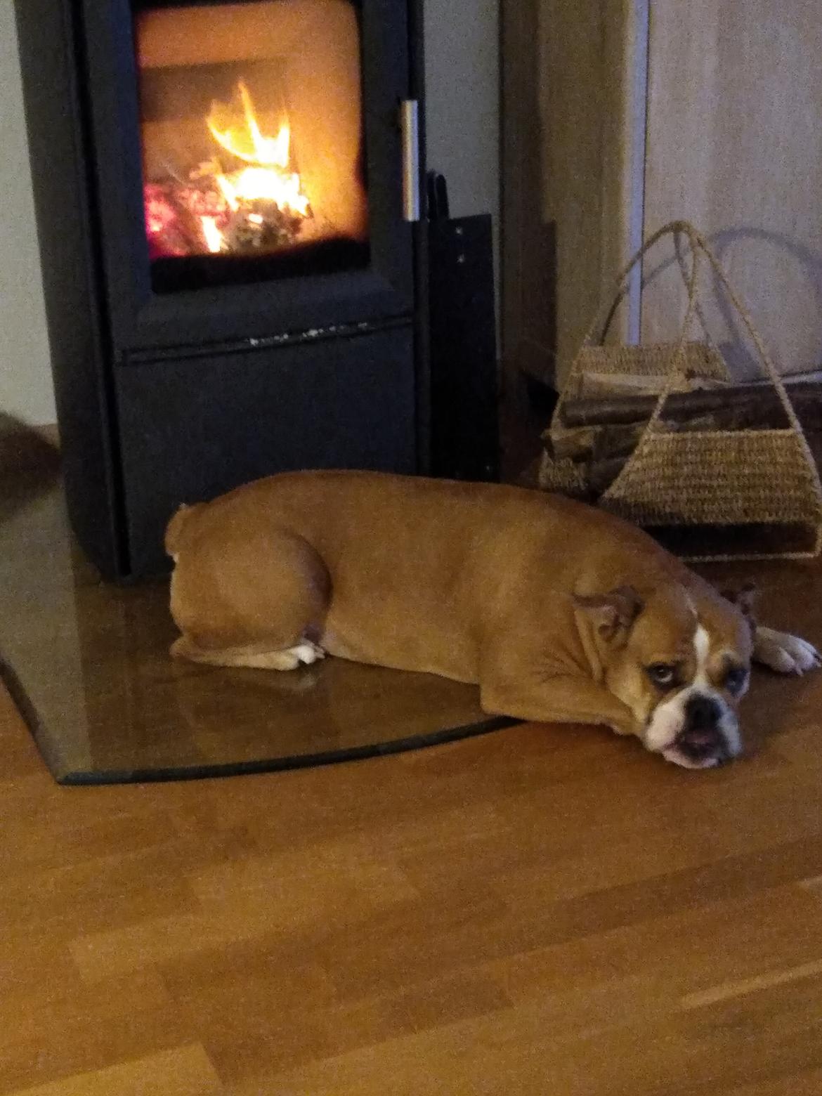 Olde english bulldogge Ostergaard's Vega billede 16