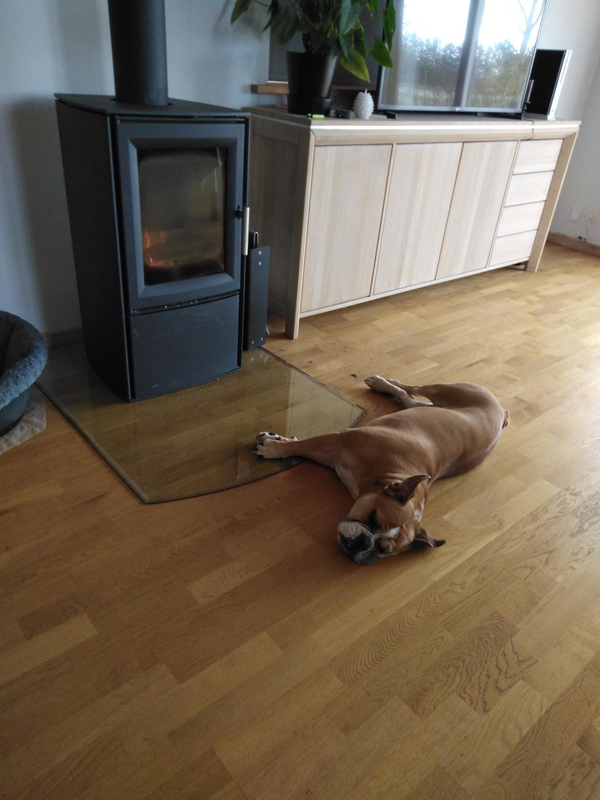 Olde english bulldogge Ostergaard's Vega billede 14