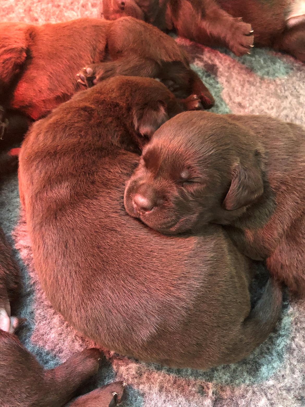 Labrador retriever Buffy billede 4