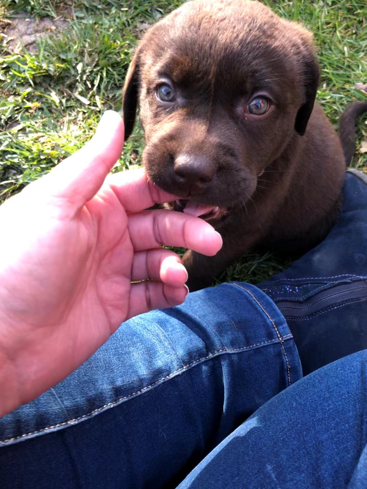 Labrador retriever Buffy billede 6