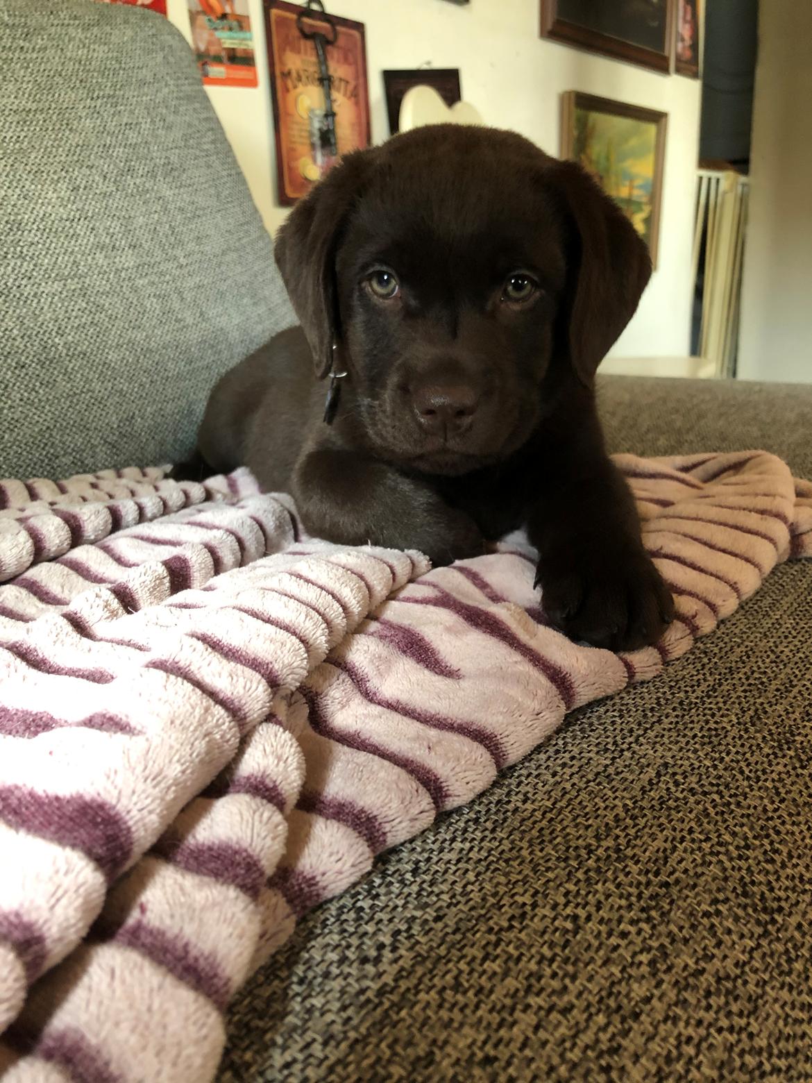 Labrador retriever Buffy billede 10