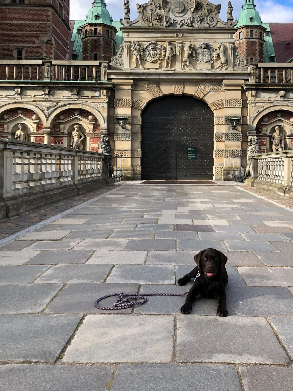 Labrador retriever Buffy billede 20