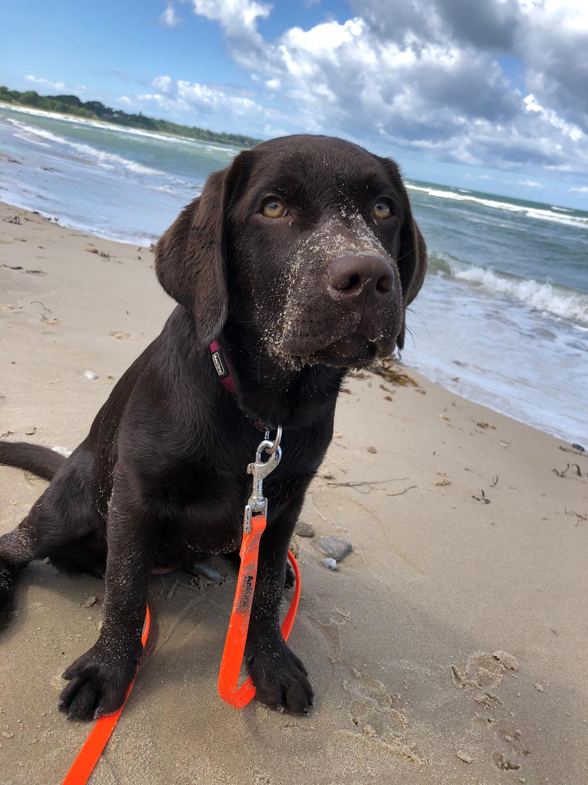 Labrador retriever Buffy billede 22