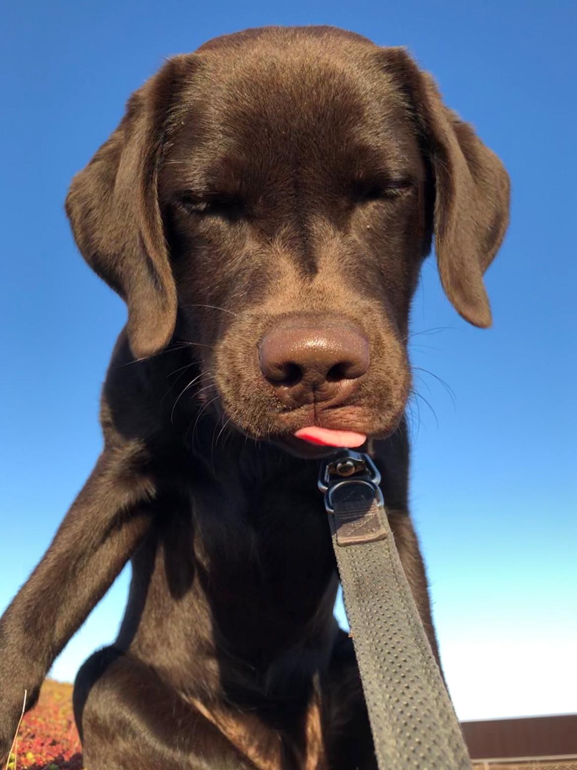 Labrador retriever Buffy billede 28