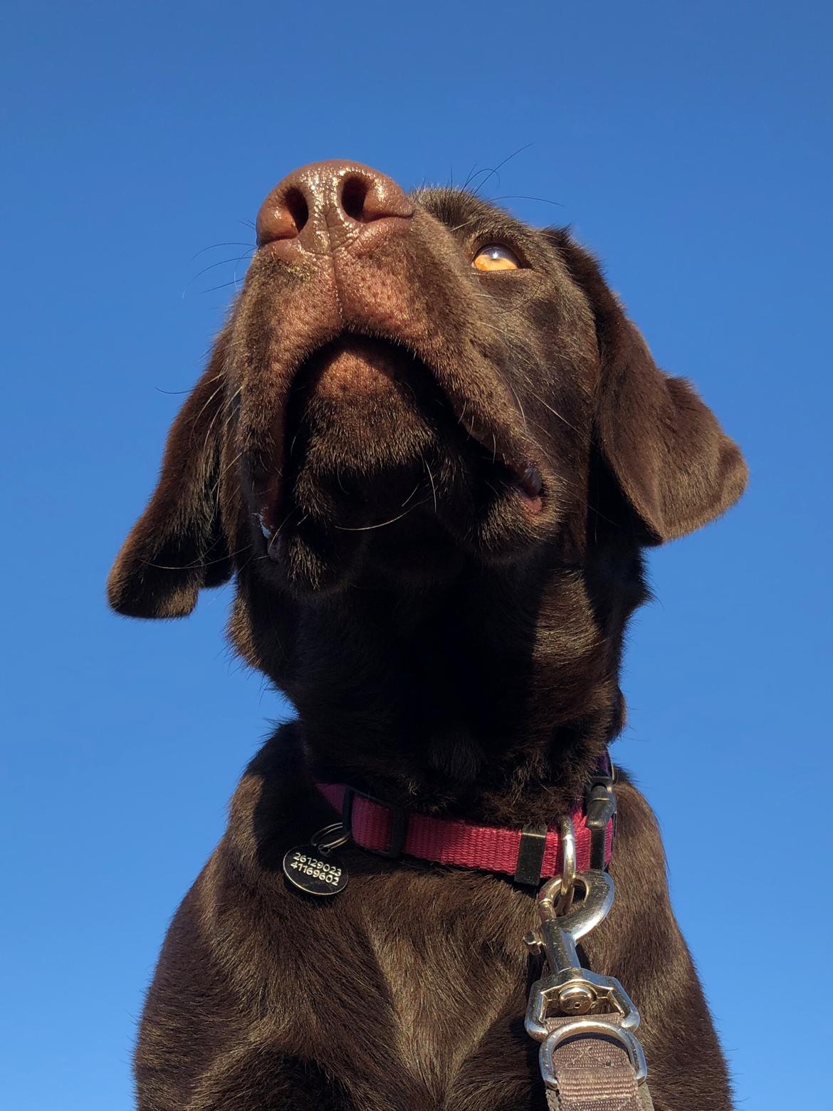 Labrador retriever Buffy billede 30