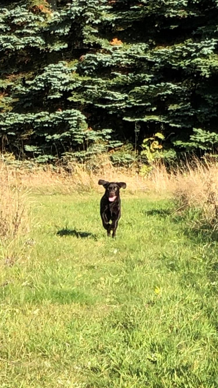 Labrador retriever Buffy billede 32