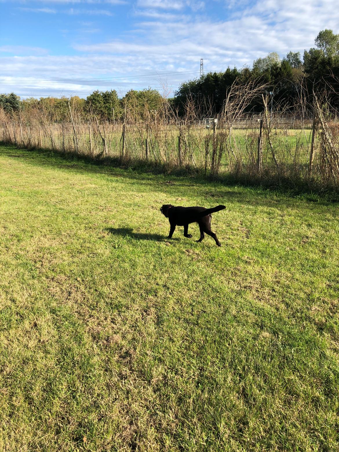 Labrador retriever Buffy billede 31