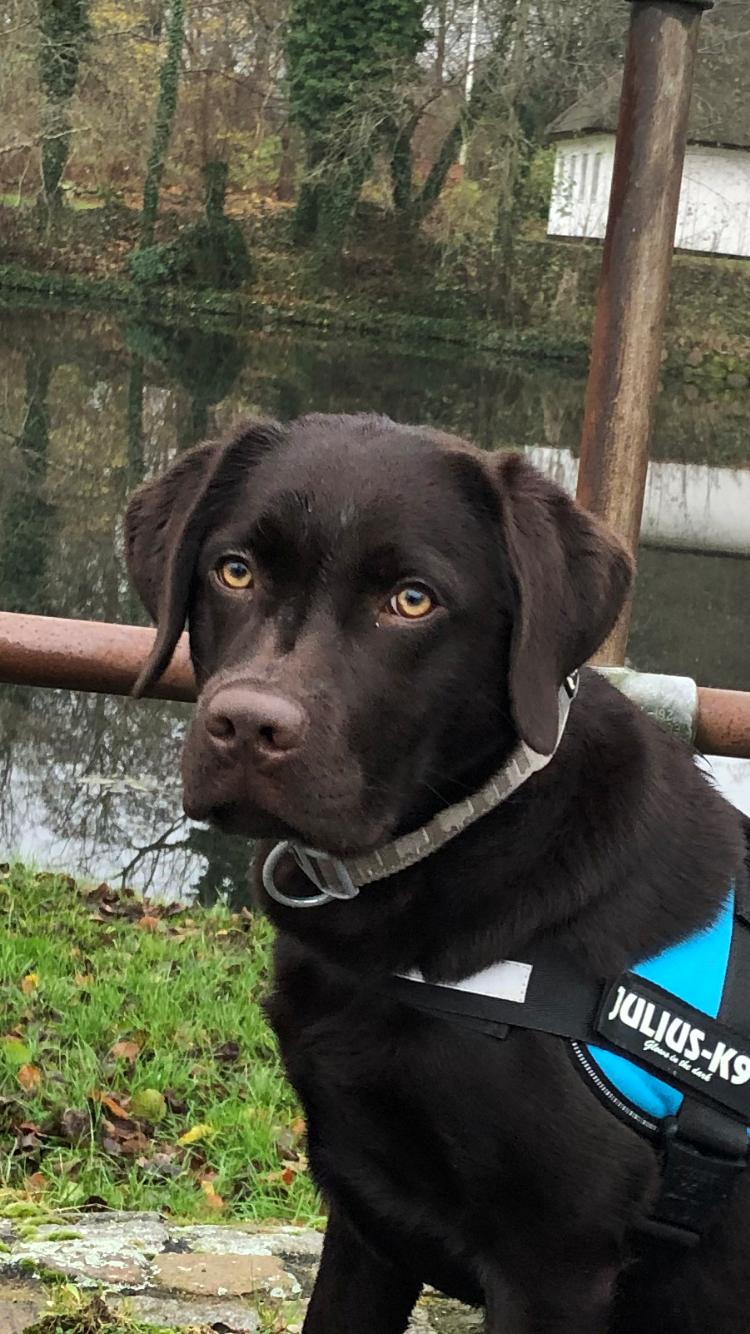 Labrador retriever Buffy billede 35