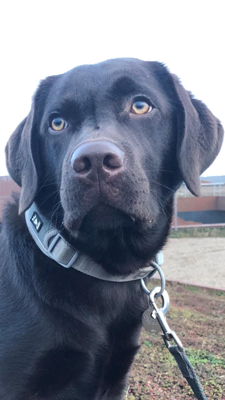 Labrador retriever Buffy billede 37