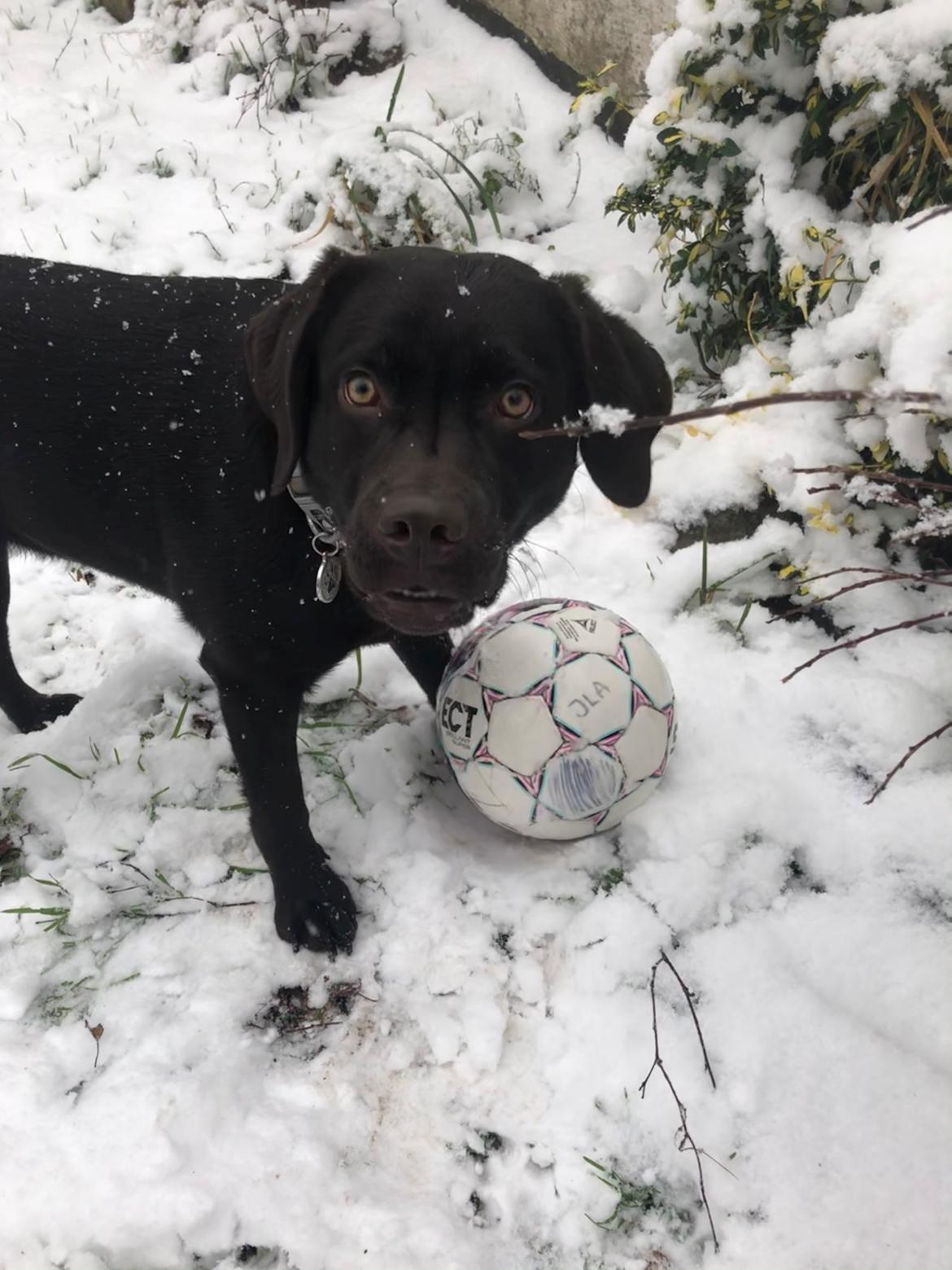 Labrador retriever Buffy billede 38