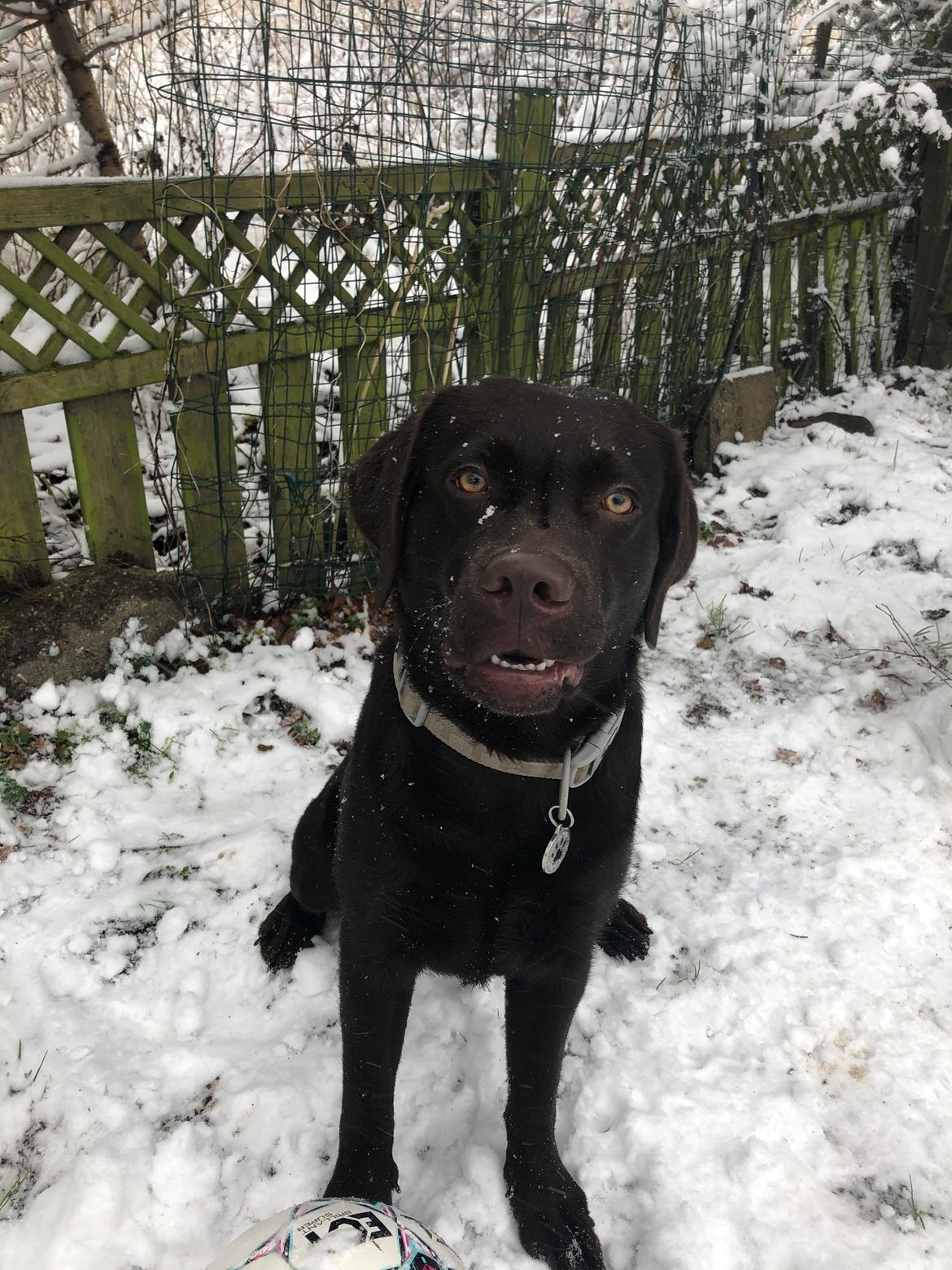 Labrador retriever Buffy billede 39