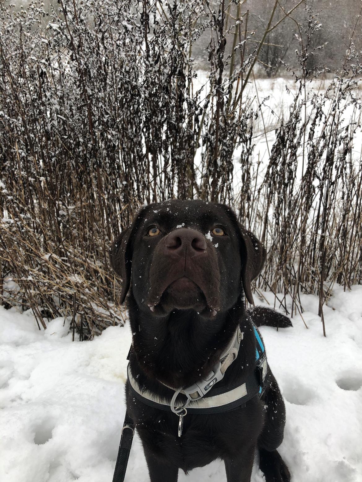 Labrador retriever Buffy billede 40