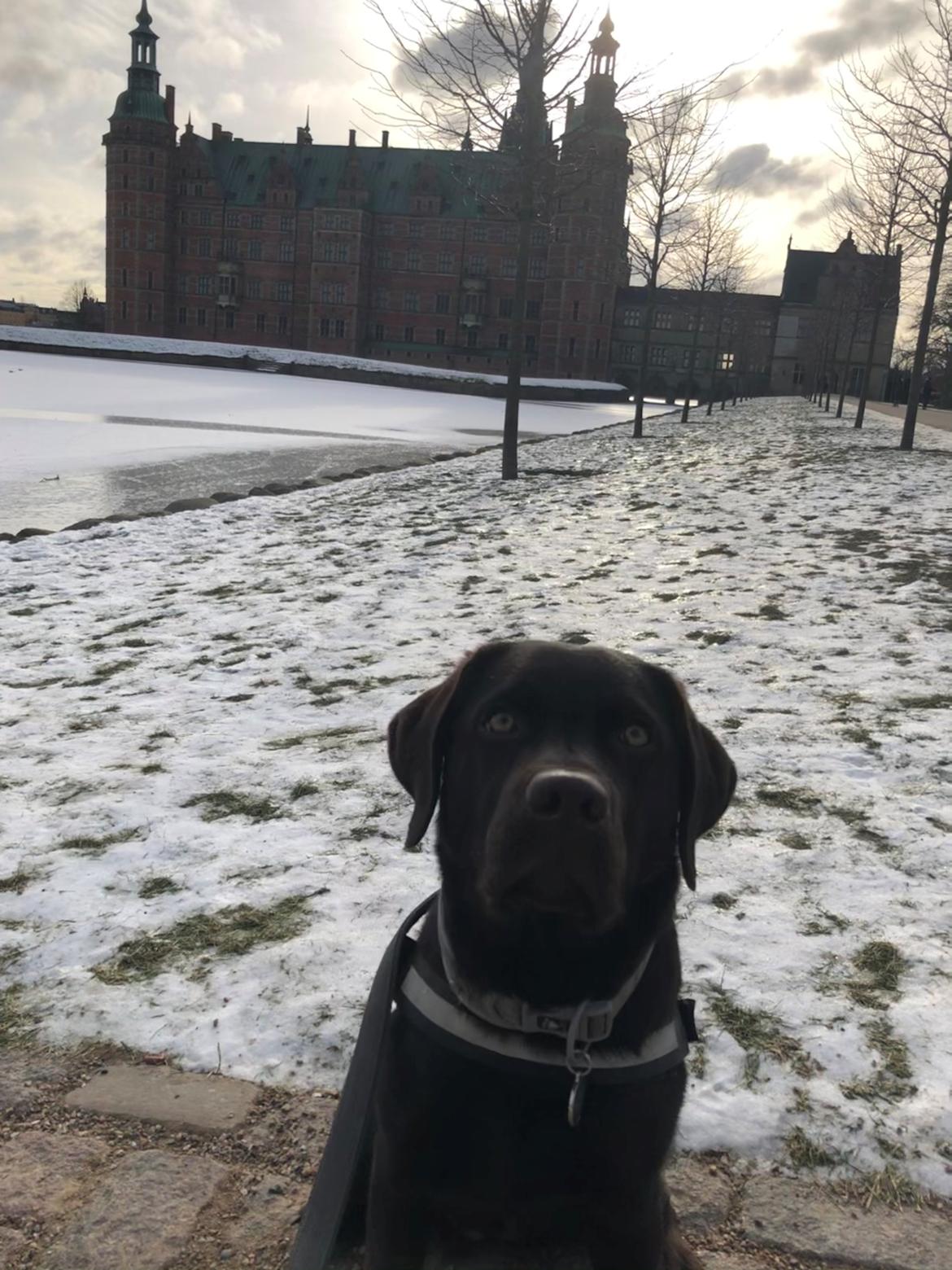 Labrador retriever Buffy billede 42