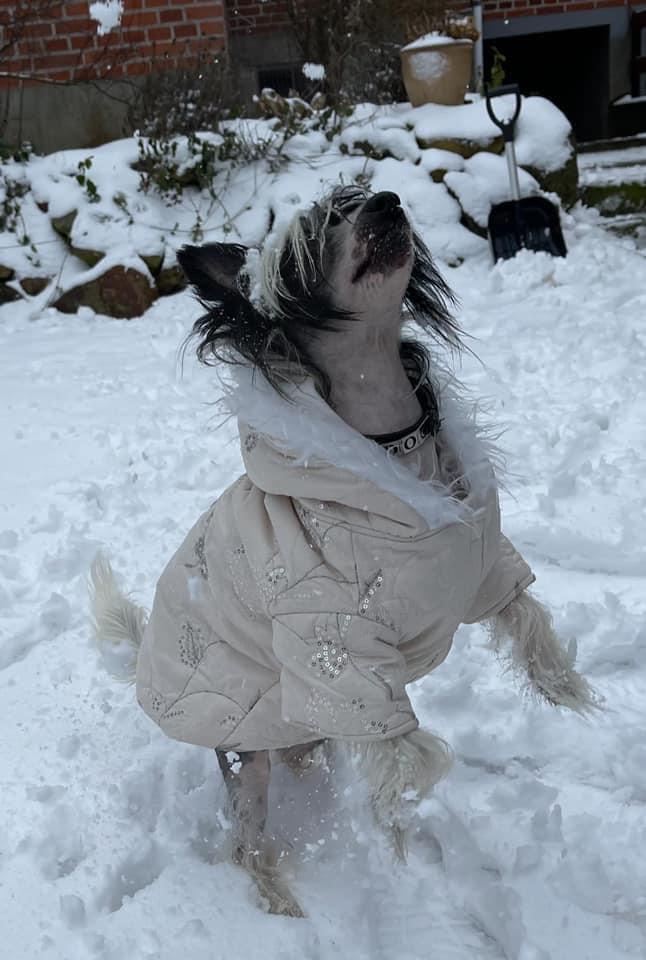 Chinese crested hårløs Sully billede 28