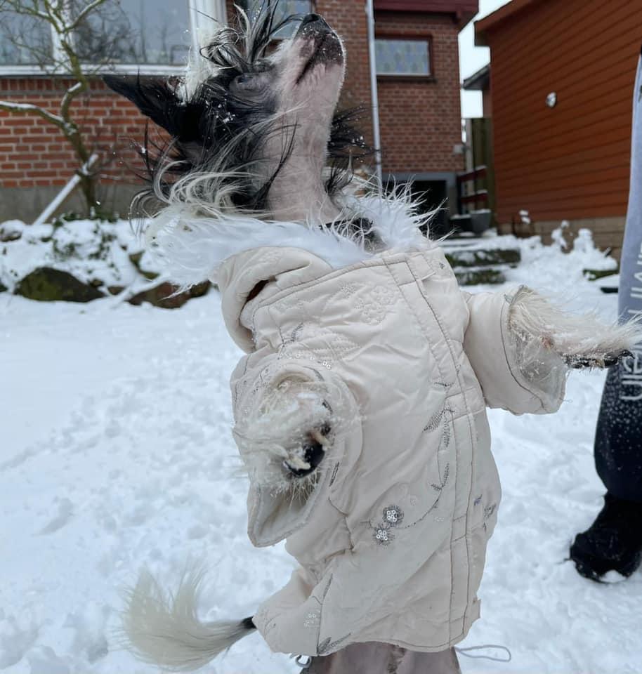 Chinese crested hårløs Sully billede 25