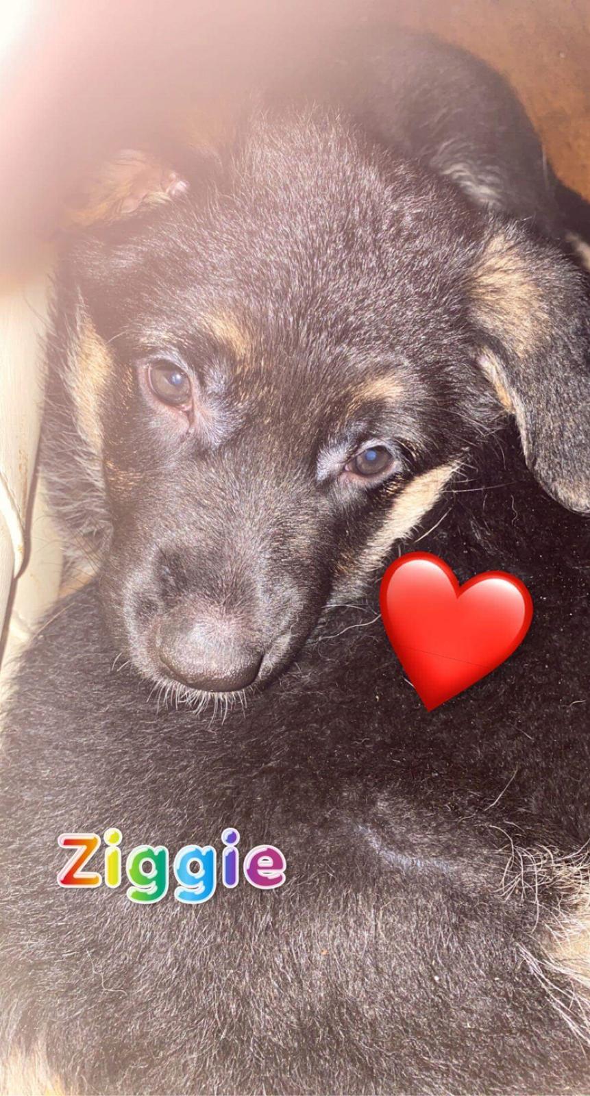 Schæferhund Ziggie billede 16