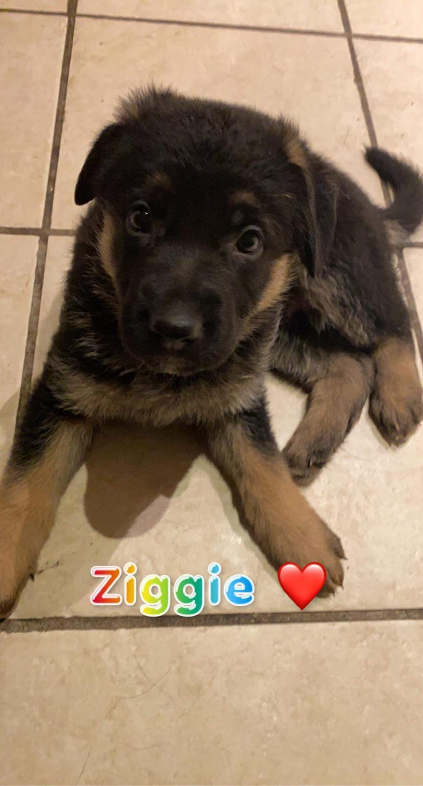 Schæferhund Ziggie billede 20