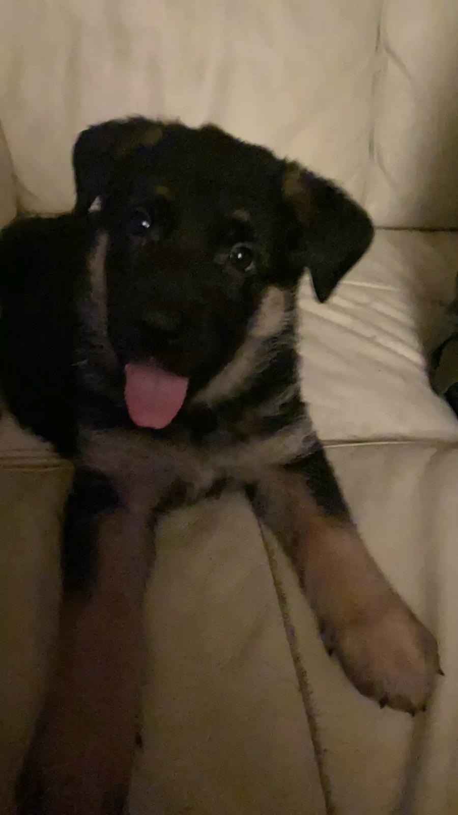 Schæferhund Ziggie billede 17