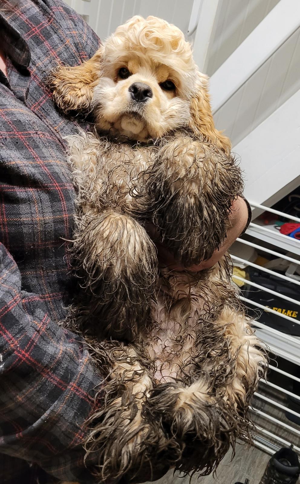 Amerikansk cocker spaniel Viggo Pedersen  billede 24