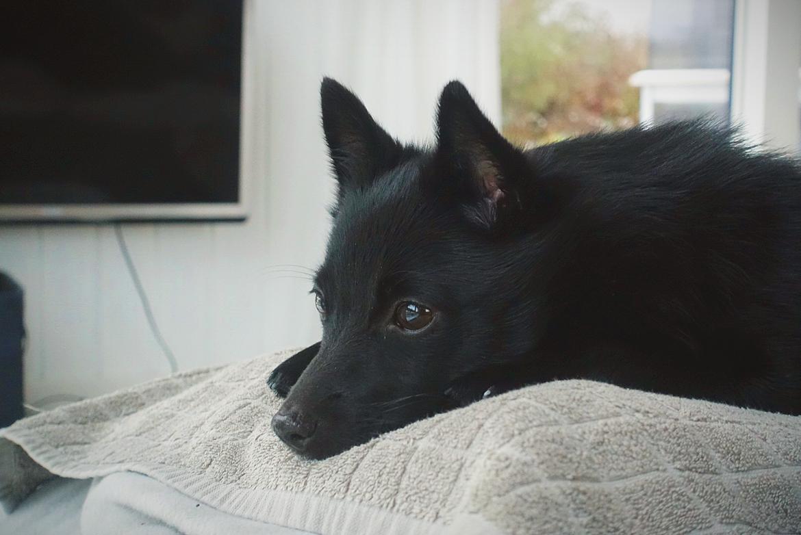 Schipperke Umi (Iumi Taien) billede 7