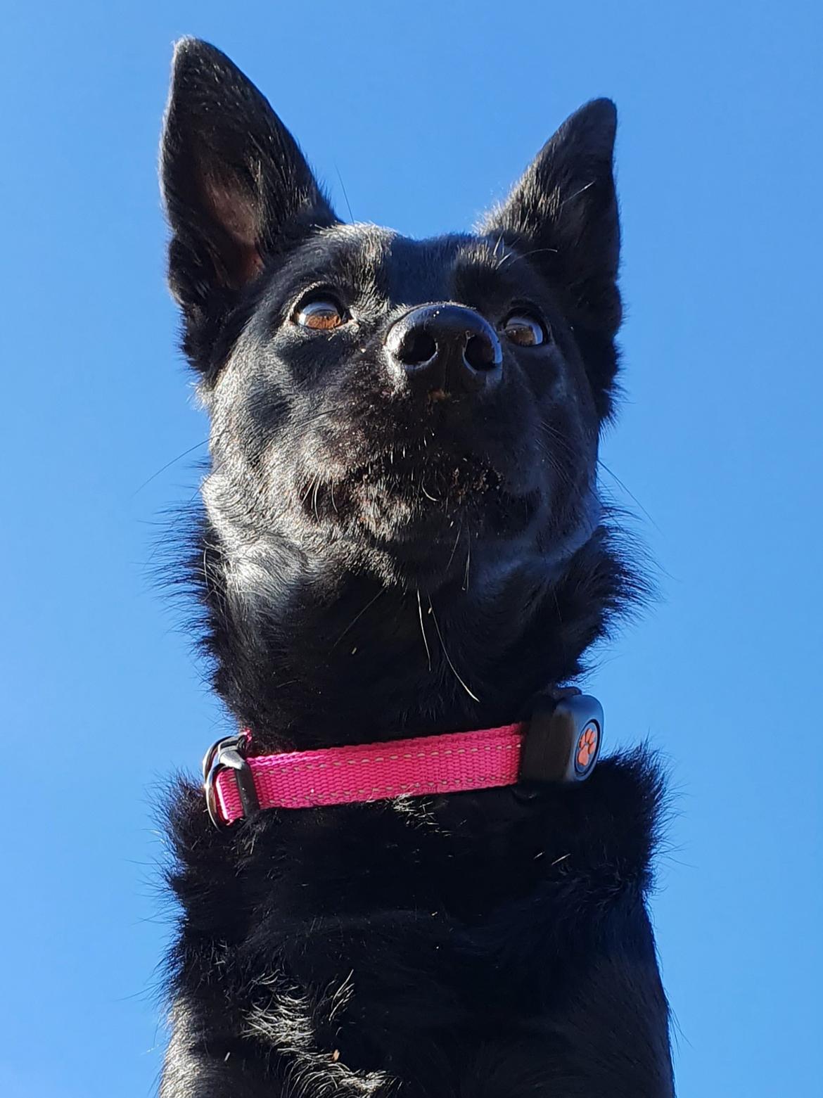 Australsk kelpie Makeelsa's Amazing Seia  billede 7