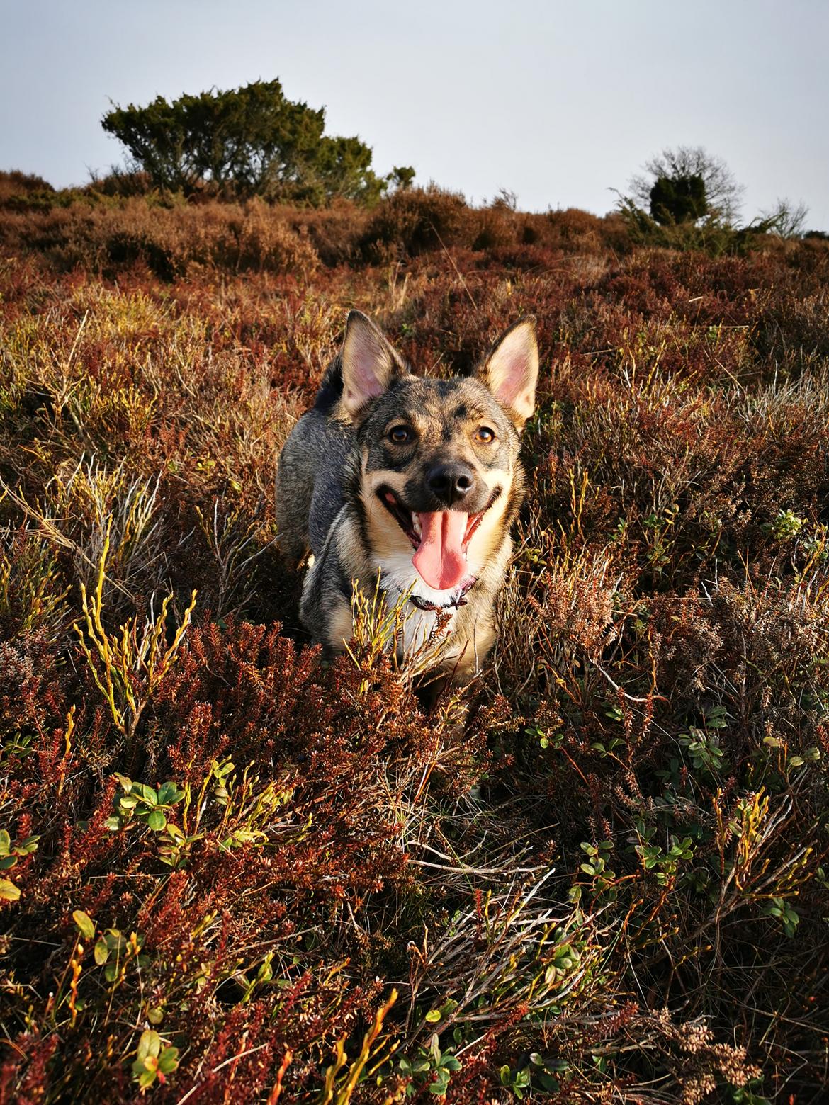 Västgötaspids Unni - Unni 1 år ❤️🇩🇰 billede 1