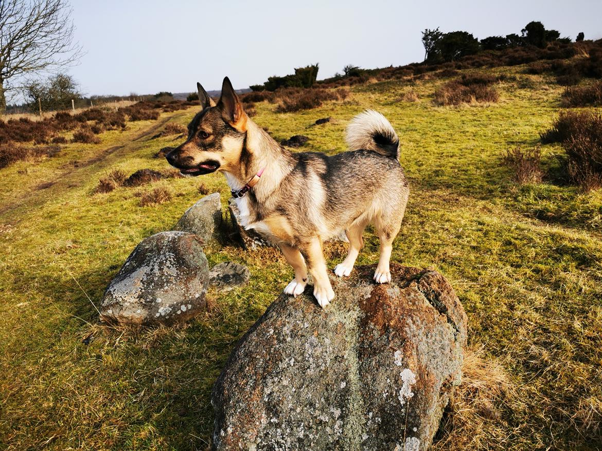 Västgötaspids Unni - Unni 1 år ❤️🇩🇰 billede 39