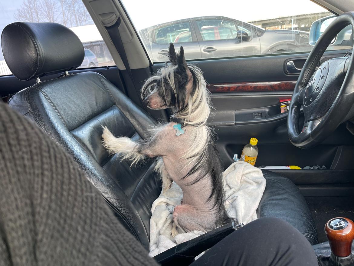 Chinese crested hårløs Sully billede 45