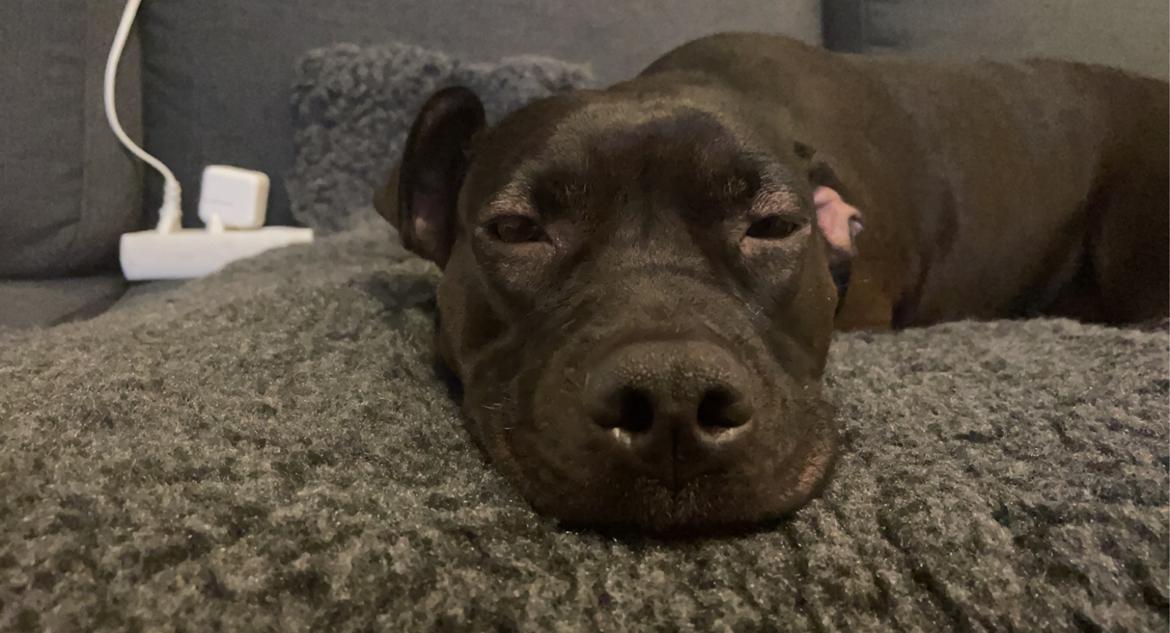 Blanding af racer Zindy billede 19