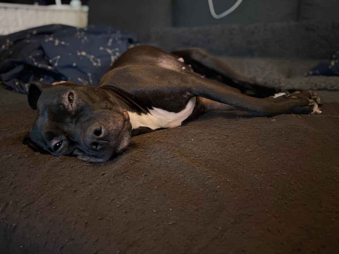 Blanding af racer Zindy billede 22