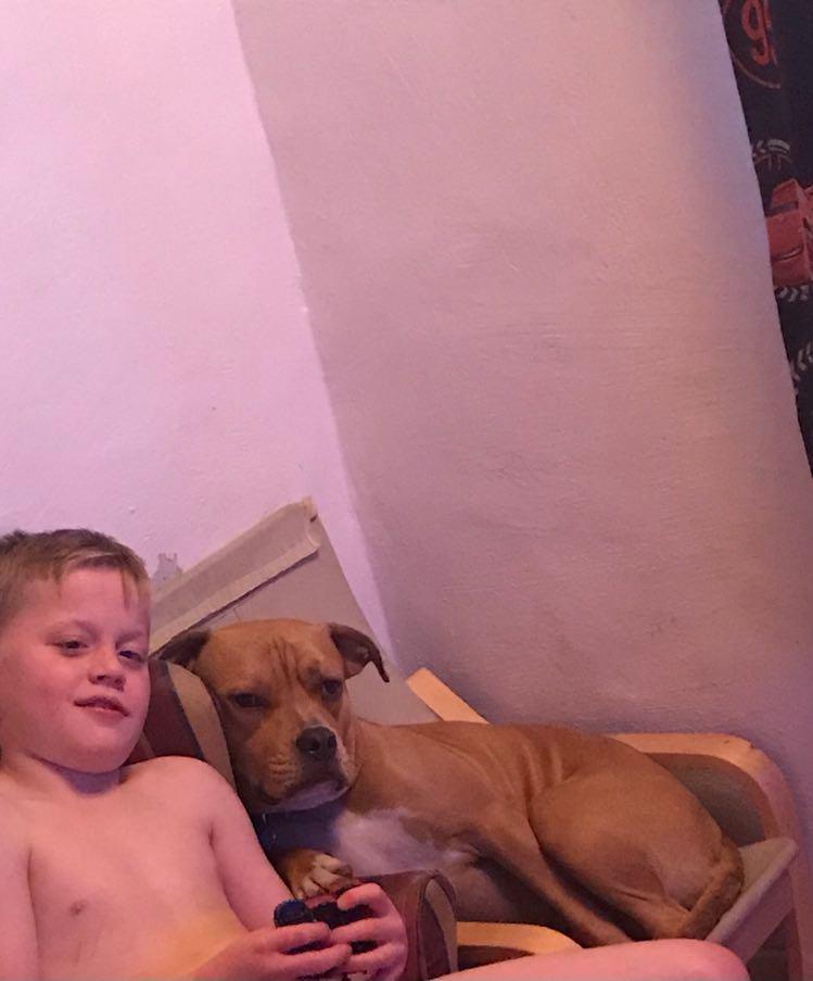 Staffordshire bull terrier Karma billede 3