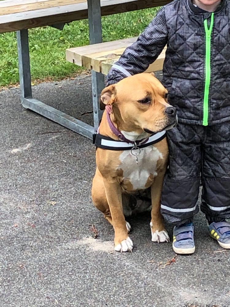 Staffordshire bull terrier Karma billede 1