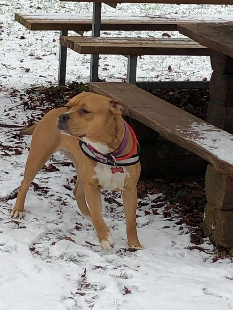 Staffordshire bull terrier Karma billede 5