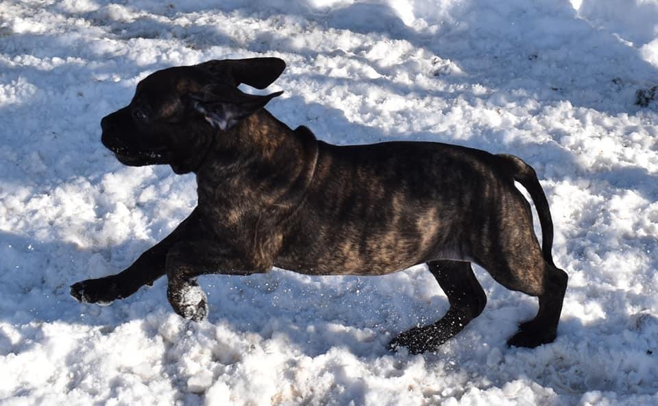 Bullmastiff RAPSODY IN BLACK lll Nestor Notabilis (Candy) billede 4