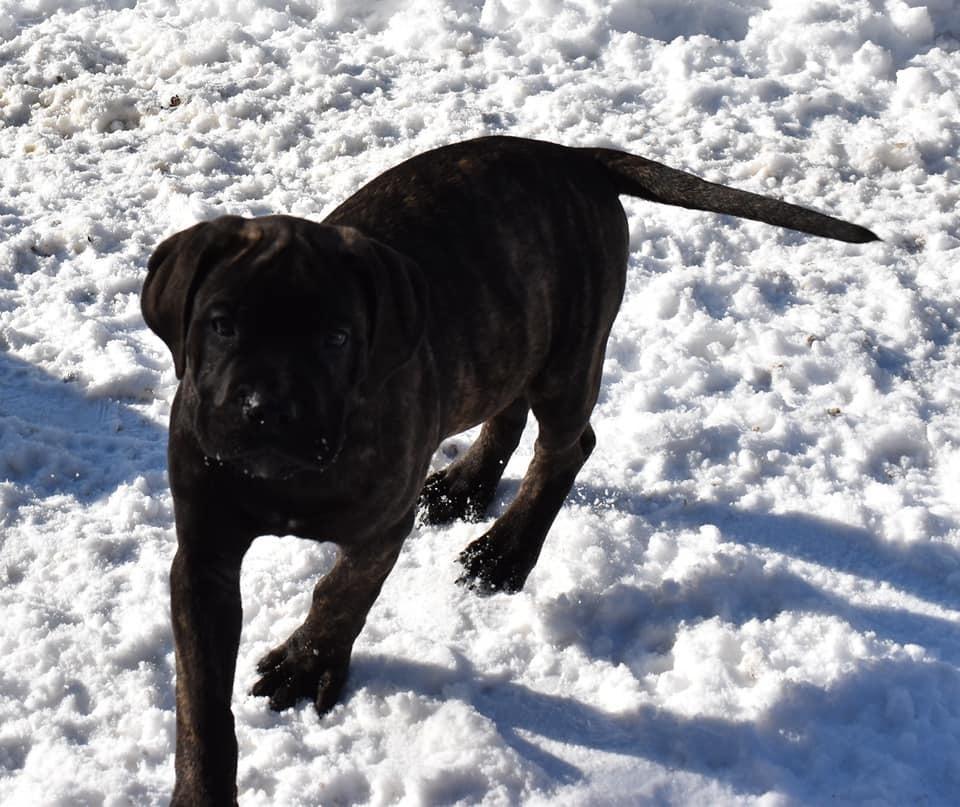 Bullmastiff RAPSODY IN BLACK lll Nestor Notabilis (Candy) billede 5