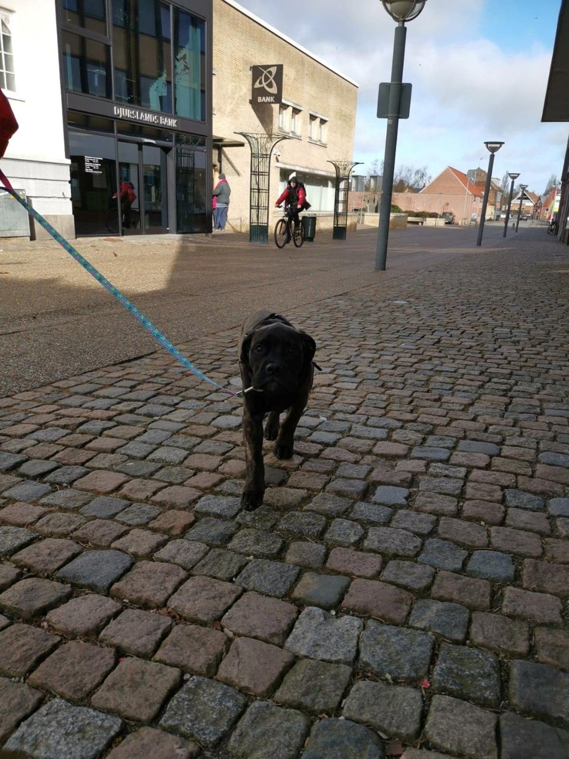 Bullmastiff RAPSODY IN BLACK lll Nestor Notabilis (Candy) billede 8