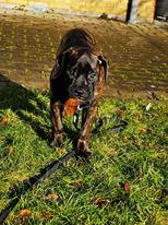 Bullmastiff RAPSODY IN BLACK lll Nestor Notabilis (Candy) billede 7