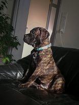 Bullmastiff RAPSODY IN BLACK lll Nestor Notabilis (Candy) billede 1