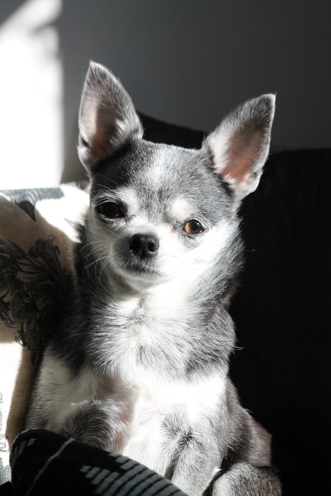 Chihuahua Chihuanas Blueberry Yum Yum - Evee - Evee 05.03.2012 billede 6