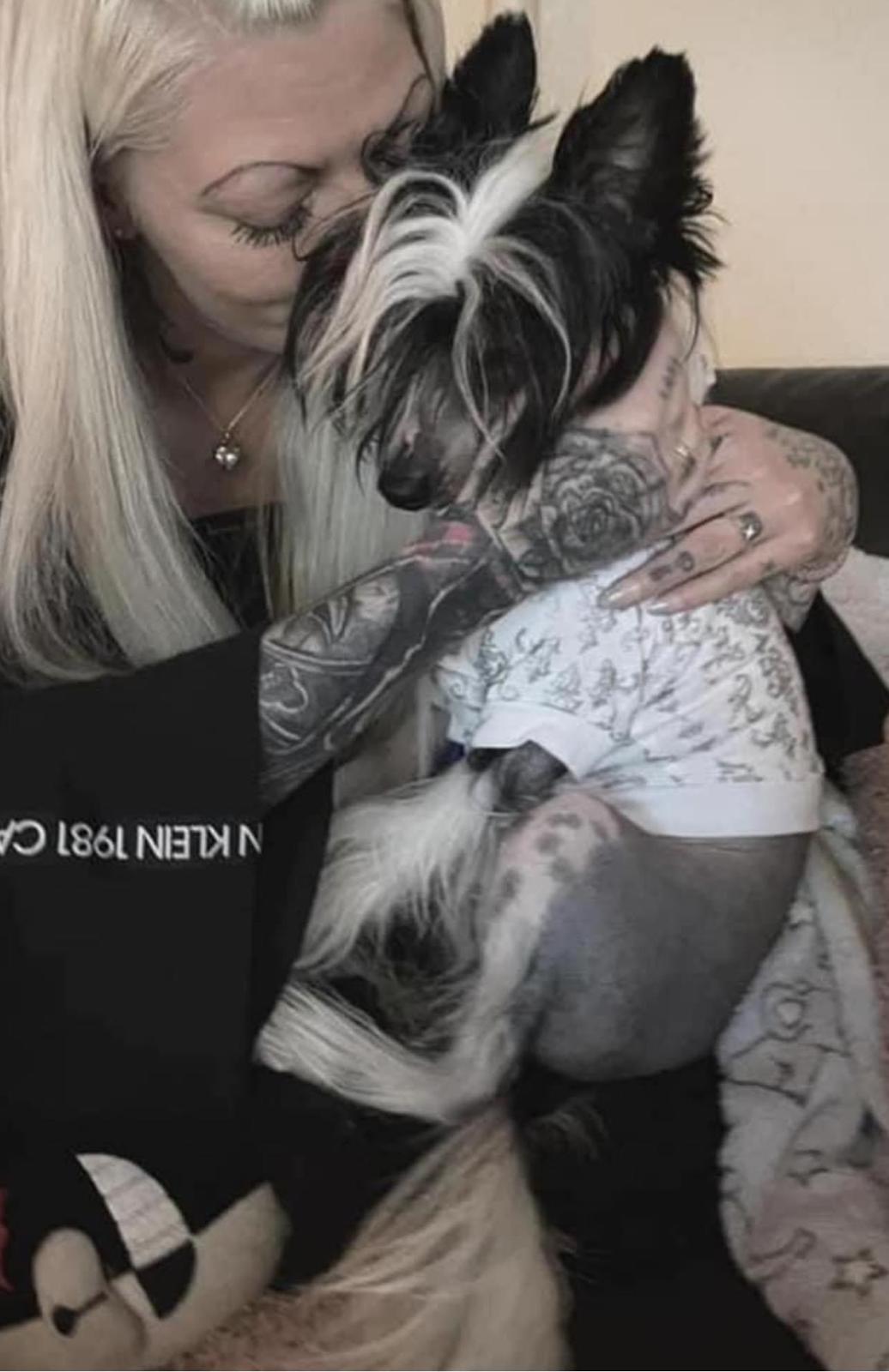 Chinese crested hårløs Sully billede 46