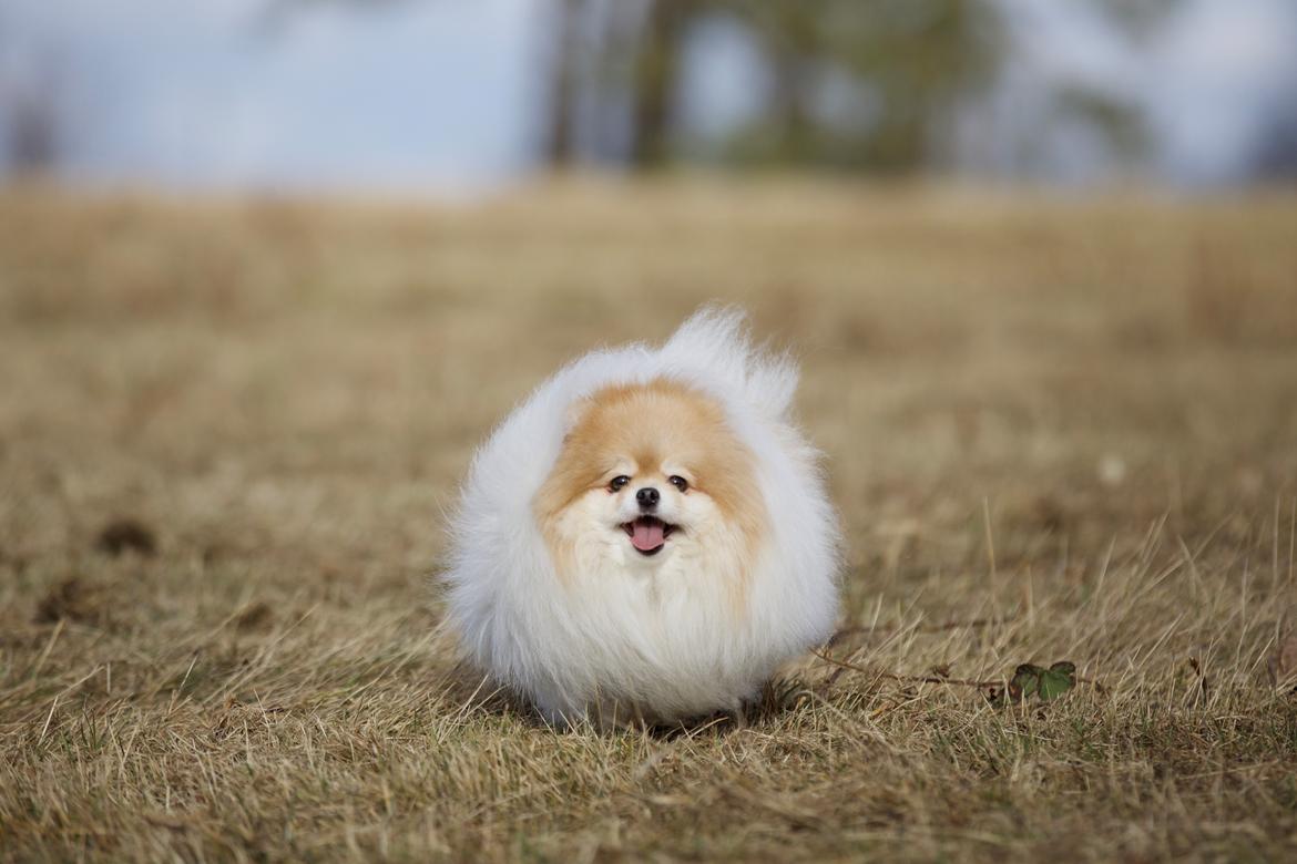 Pomeranian High Fly First Win Then Parti (Siggi) billede 12