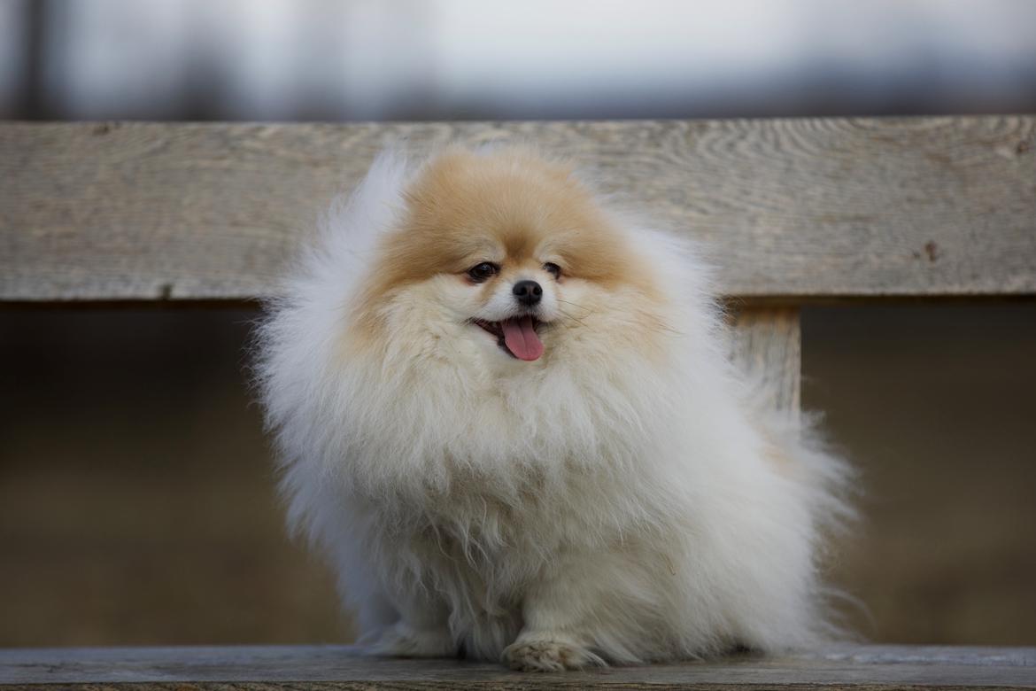 Pomeranian High Fly First Win Then Parti (Siggi) billede 11