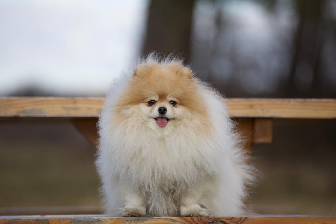 Pomeranian High Fly First Win Then Parti (Siggi) billede 13