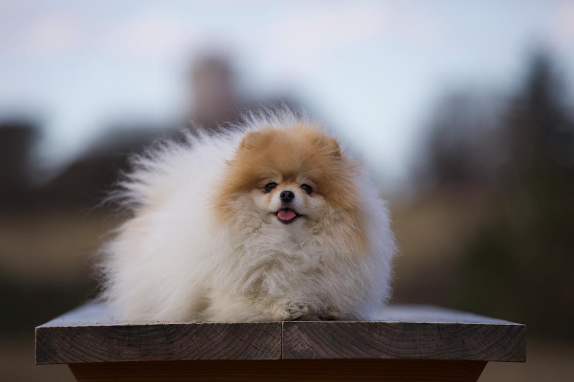 Pomeranian High Fly First Win Then Parti (Siggi) billede 14