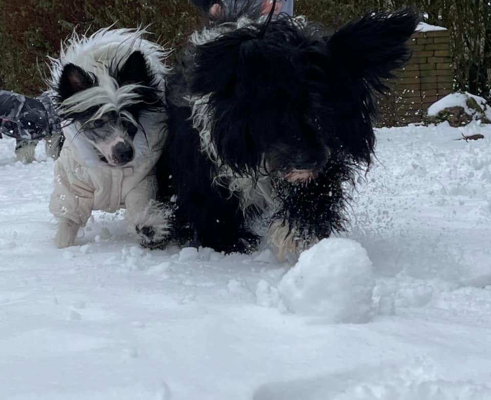 Chinese crested hårløs Sully billede 47