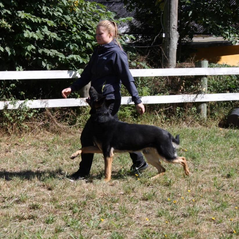 Schæferhund Glarbo Quincy billede 1