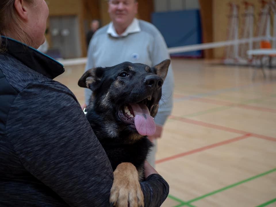 Schæferhund Glarbo Quincy billede 2