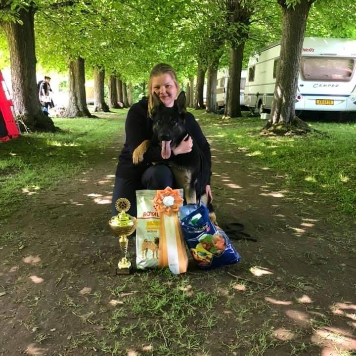 Schæferhund Glarbo Quincy billede 3